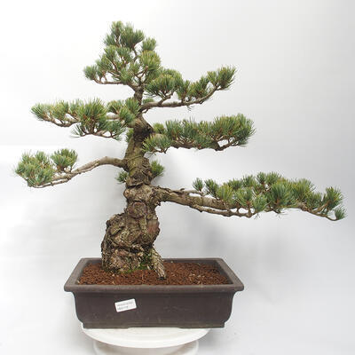 Venkovní bonsai - Pinus parviflora - borovice drobnokvětá - 1