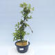 Venkovní bonsai - Japonská azalka - Azalea HAKATA JIRU - 1/2