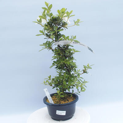 Venkovní bonsai - Japonská azalka - Azalea HAKATA JIRU - 1