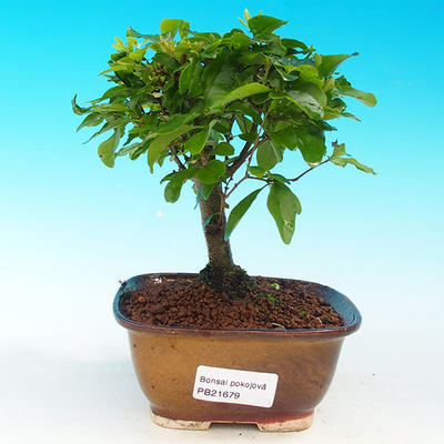 Pokojová bonsai -Ligustrum chinensis - Ptačí zob PB216679 - 1