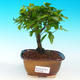 Pokojová bonsai -Ligustrum chinensis - Ptačí zob PB216679 - 1/3