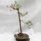 Venkovní bonsai -Borovice lesní - Pinus sylvestris - 1/5
