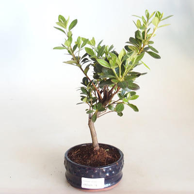 Venkovní bonsai - Rhododendron sp. - Azalka růžová VB2020-792 - 1