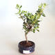 Venkovní bonsai - Rhododendron sp. - Azalka růžová VB2020-792 - 1/3