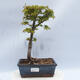 Venkovní bonsai - Acer palmatum SHISHIGASHIRA- Javor malolistý - 1/3