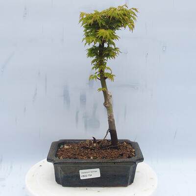Vonkajší bonsai - Acer palmatum SHISHIGASHIRA- Javor malolistý - 1
