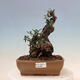 Pokojová bonsai - Olea europaea sylvestris -Oliva evropská drobnolistá - 1/7