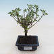 Pokojová bonsai - Serissa foetida Variegata - Strom tisíce hvězd PB2191796 - 1/2