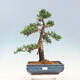 Venkovní bonsai - Juniperus chinensis -Jalovec čínský - 1/4