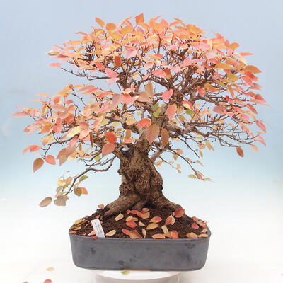 Venkovní bonsai -Carpinus Coreana - Habr korejský - 1