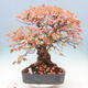 Venkovní bonsai -Carpinus Coreana - Habr korejský - 1/5