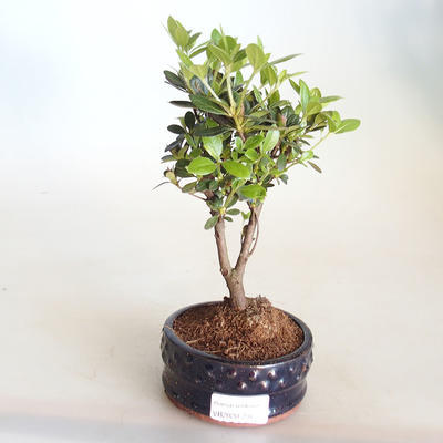 Venkovní bonsai - Rhododendron sp. - Azalka růžová VB2020-791 - 1