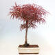 Venkovní bonsai - Javor dlanitolistý - Acer palmatum RED PYGMY - 1/5