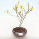 Venkovní bonsai - Zlatice - Forsythia intermedia Week End - 1/2