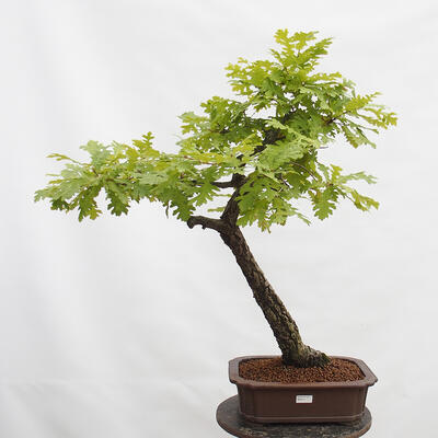 Venkovní bonsai Quercus Cerris - Dub Cer - 1