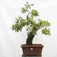 Venkovní bonsai Quercus Cerris - Dub Cer - 1/6
