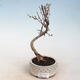 Venkovní bonsai -Pseudolarix amabis-Pamodřín - 1/3
