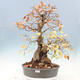 Venkovní bonsai -Carpinus Coreana - Habr korejský - 1/5