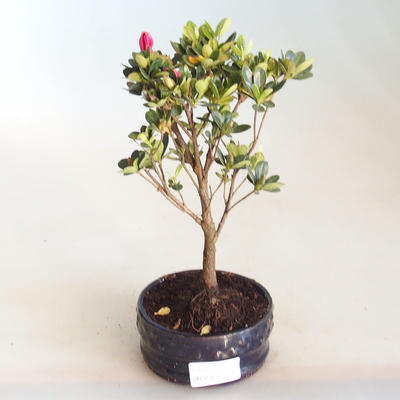Venkovní bonsai - Rhododendron sp. - Azalka růžová VB2020-801 - 1