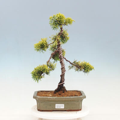Venkovní bonsai - Juniperus chinensis OLD GOLD - Jalovec čínský - 1