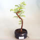 Venkovní bonsai - Metasequoia glyptostroboides - Metasekvoje čínská VB2020-803 - 1/3