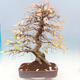Venkovní bonsai -Carpinus Coreana - Habr korejský - 1/4