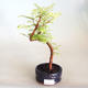 Venkovní bonsai - Metasequoia glyptostroboides - Metasekvoje čínská VB2020-804 - 1/3