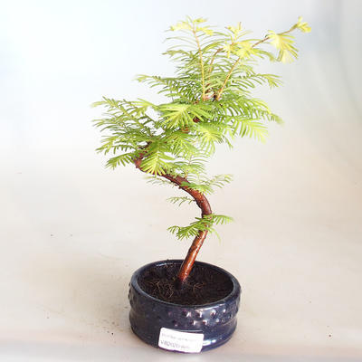 Venkovní bonsai - Metasequoia glyptostroboides - Metasekvoje čínská VB2020-805 - 1