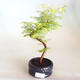 Venkovní bonsai - Metasequoia glyptostroboides - Metasekvoje čínská VB2020-805 - 1/3