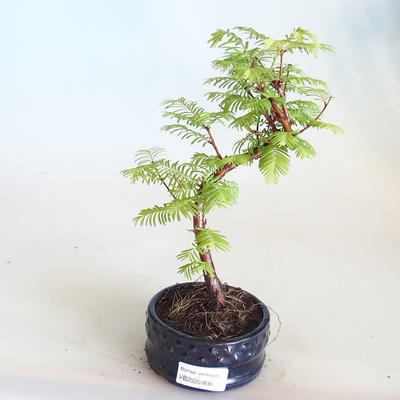 Venkovní bonsai - Metasequoia glyptostroboides - Metasekvoje čínská VB2020-806 - 1