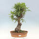 Venkovní bonsai Quercus Cerris - Dub Cer - 1/4