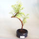Venkovní bonsai - Metasequoia glyptostroboides - Metasekvoje čínská VB2020-807 - 1/3