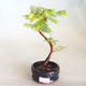 Venkovní bonsai - Metasequoia glyptostroboides - Metasekvoje čínská VB2020-808 - 1/3