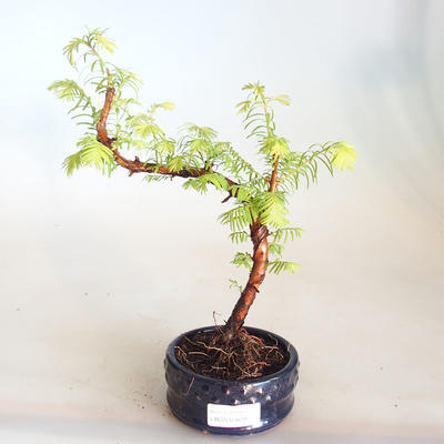 Venkovní bonsai - Metasequoia glyptostroboides - Metasekvoje čínská VB2020-809 - 1