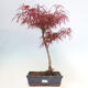 Venkovní bonsai - Javor dlanitolistý - Acer palmatum RED PYGMY - 1/5