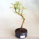 Venkovní bonsai - Metasequoia glyptostroboides - Metasekvoje čínská VB2020-810 - 1/3