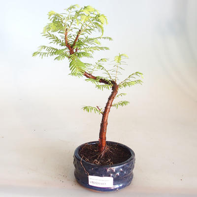Venkovní bonsai - Metasequoia glyptostroboides - Metasekvoje čínská VB2020-811 - 1
