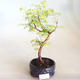 Venkovní bonsai - Metasequoia glyptostroboides - Metasekvoje čínská VB2020-812 - 1/3