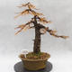 Venkovní bonsai -Modřín opadavý- Larix decidua - 1/7