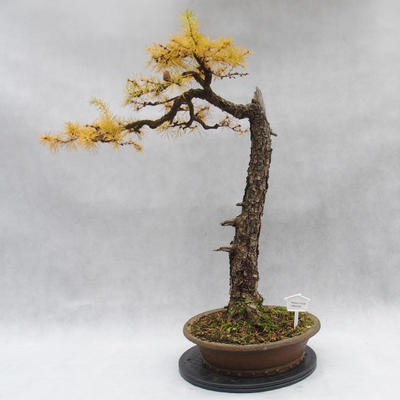 Venkovní bonsai -Modřín opadavý- Larix decidua - 1