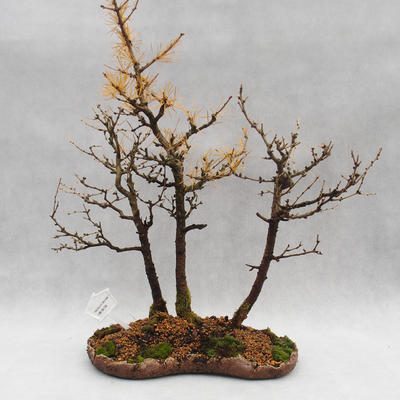 Venkovní bonsai -Modřín opadavý- Larix decidua - 1