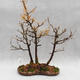 Venkovní bonsai -Modřín opadavý- Larix decidua - 1/5
