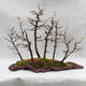 Venkovní bonsai -Modřín opadavý- Larix decidua - 1/4