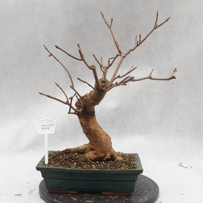 Venkovní bonsai - Javor mleč - Acer platanoides - 1