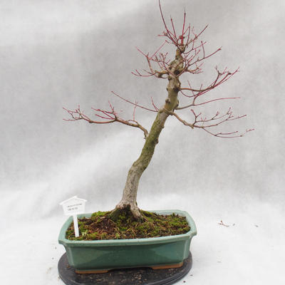 Venkovní bonsai - Javor dlanitolistý - Acer palmatum - 1