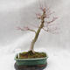 Venkovní bonsai - Javor dlanitolistý - Acer palmatum - 1/5