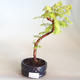 Venkovní bonsai - Metasequoia glyptostroboides - Metasekvoje čínská VB2020-813 - 1/3
