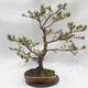Venkovní bonsai -Borovice lesní - Pinus sylvestris - 1/6