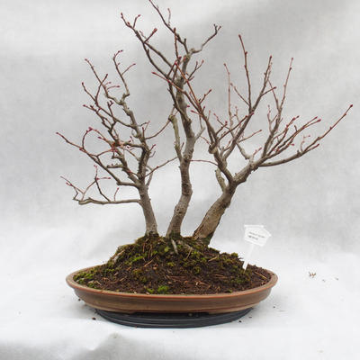 Venkovní bonsai - Lípa srdčitá - Tilia cordata - 1