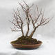 Venkovní bonsai - Lípa srdčitá - Tilia cordata - 1/4